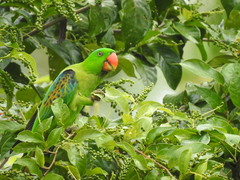 Tanygnathus lucionensis