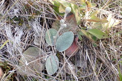 Brachyglottis haastii