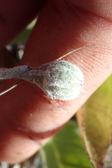 Brachyglottis haastii