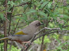 Trochalopteron elliotii