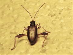 Donacia texana