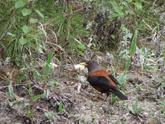 Turdus rubrocanus