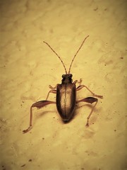 Donacia texana