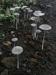 Fungi