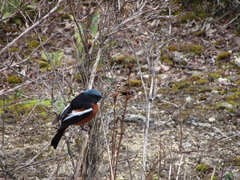 Phoenicurus schisticeps