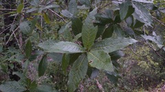 Quercus rysophylla