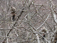 Trochalopteron elliotii