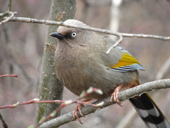 Trochalopteron elliotii