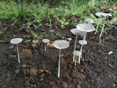 Fungi