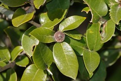 Heteroecus pacificus