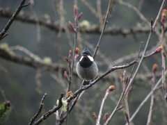 Periparus rubidiventris