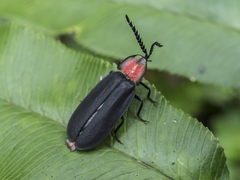 Pyrocoelia sanguiniventer