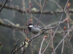 Periparus rubidiventris
