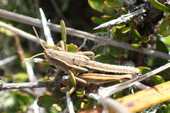 Sigaus australis