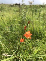 Tritonia disticha