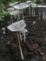 Fungi