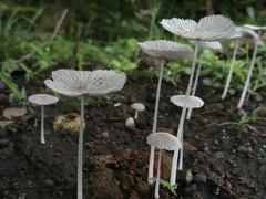 Fungi