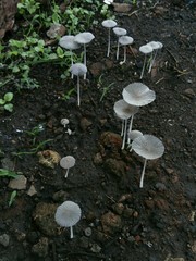 Fungi