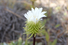 Celmisia densiflora