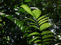 Chamaedorea pinnatifrons