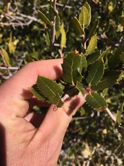 Quercus wislizeni frutescens
