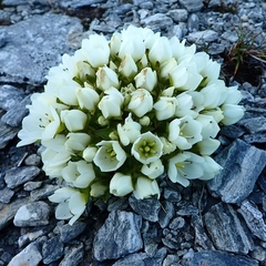 Gentianeae