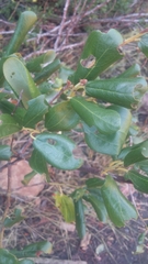 Ceanothus velutinus velutinus