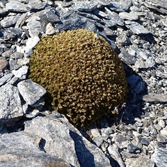 Anisotome imbricata imbricata