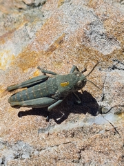 Brachaspis nivalis