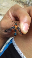Cosmosoma sectinota