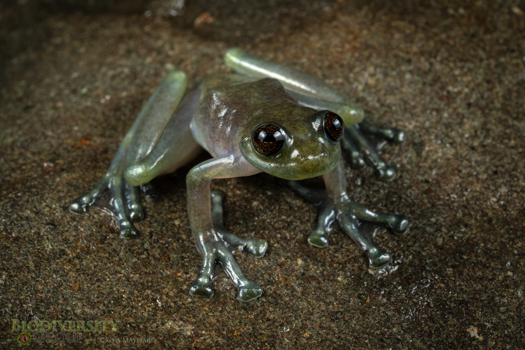 Orejuela's Glassfrog