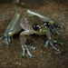 Orejuela's Glassfrog - Photo (c) Ross Maynard, some rights reserved (CC BY-NC), uploaded by Ross Maynard