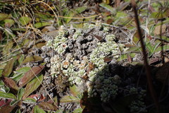 Raoulia parkii