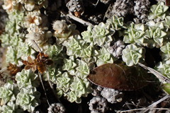 Raoulia parkii