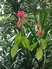 Pachystachys spicata