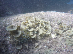 Padina durvillei