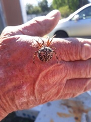 Backobourkia brouni