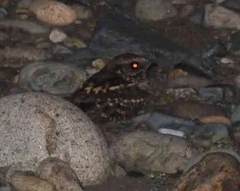 Nyctidromus albicollis