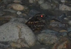 Nyctidromus albicollis