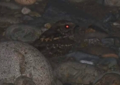 Nyctidromus albicollis