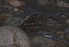 Nyctidromus albicollis