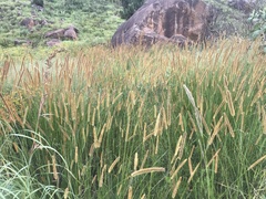 Setaria sphacelata sphacelata