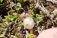 Coprosma petriei