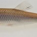Spotfin Shiner - Photo (c) Isaac, some rights reserved (CC BY-NC), uploaded by Isaac