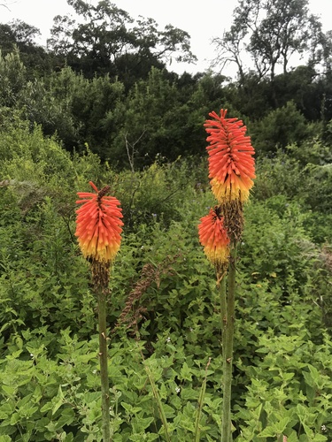 Kniphofia tysonii, photograph 2