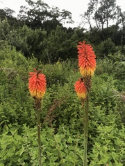 Kniphofia tysonii