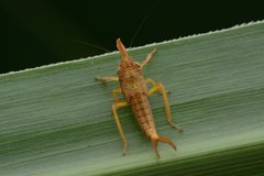 Petalocephala