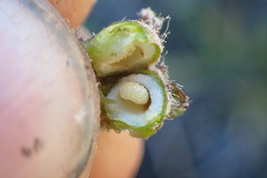 Aulacidea subterminalis