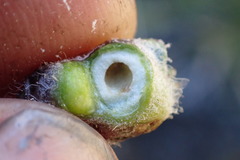 Aulacidea subterminalis