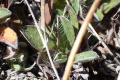 Aulacidea subterminalis